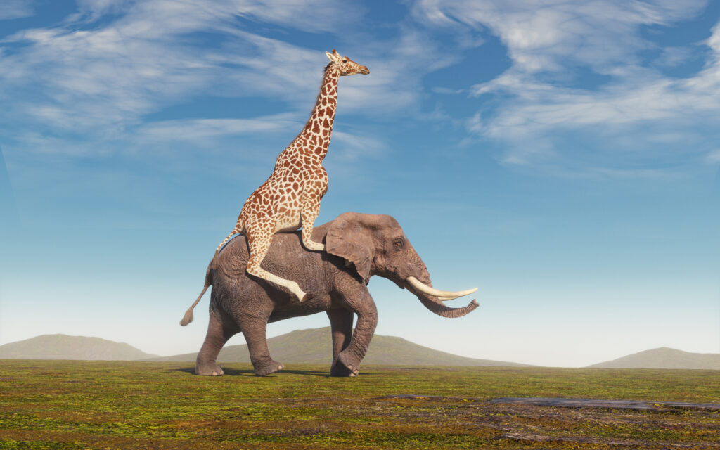 A giraffe is standing on the back of an elephant as they walk across an expansive grassy plain. The sky is blue with a few clouds, and hills are visible in the distance.